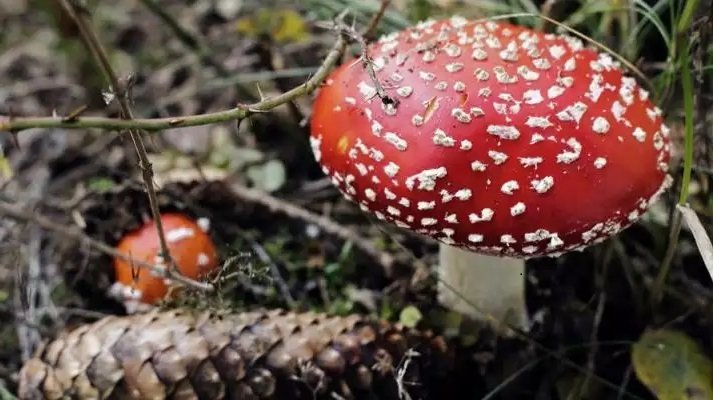 Pulver, Kapseln oder Extrakt: Welche Amanita-Form passt zu Ihnen? Pulver, Kapseln oder Extrakt: Welche Amanita-Form passt zu Ihnen?