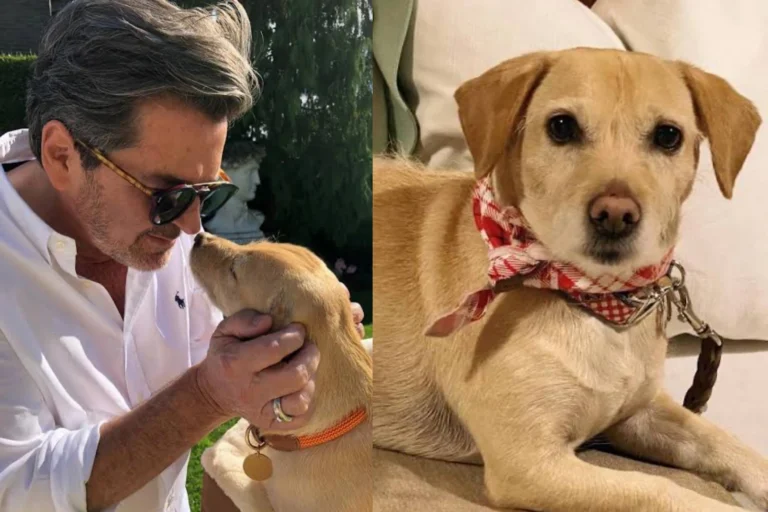 Thomas Anders‘ Dackel-Mix Peanut: Die o-beinige Fellnase mit Star-Qualitäten Thomas Anders Hund Peanut